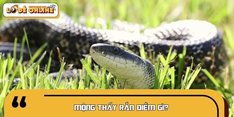 Hình ảnh loài rắn mang ý nghĩa tâm linh báo hiệu tương lai